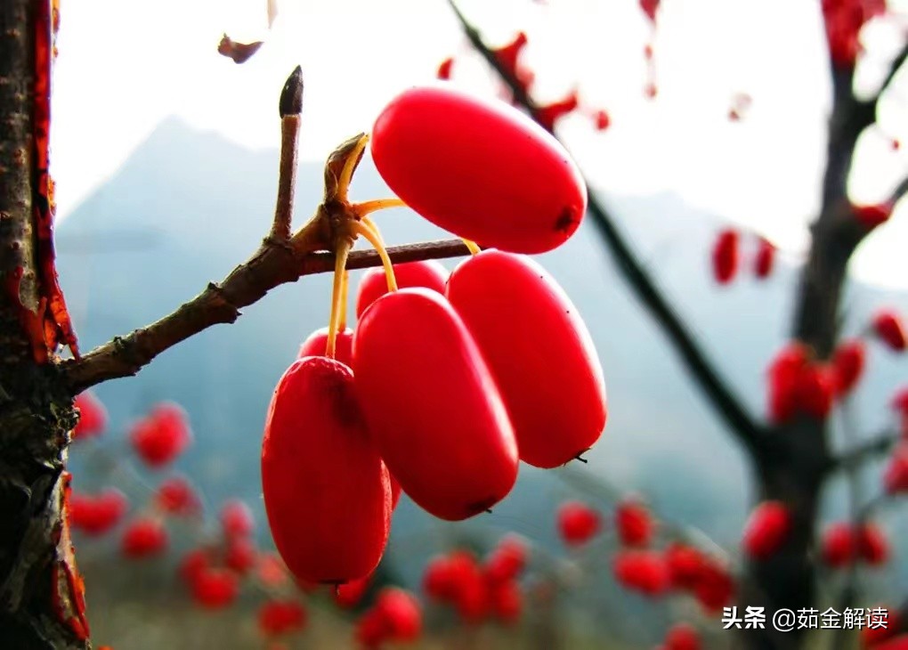 9月9日忆山东兄弟古诗,九月九日忆山东兄弟全诗 9月9日忆山东兄弟古诗,九月九日忆山东兄弟全诗
