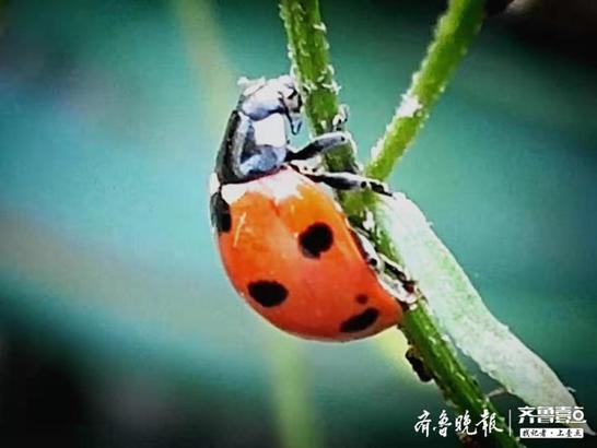 七星瓢虫吃什么东西，瓢虫几天会饿死