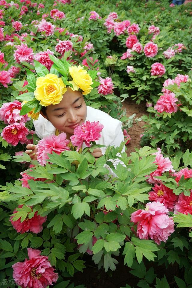 人们都说牡丹是花中之王吗,牡丹为什么是百花之王 人们都说牡丹是花中之王吗,牡丹为什么是百花之王