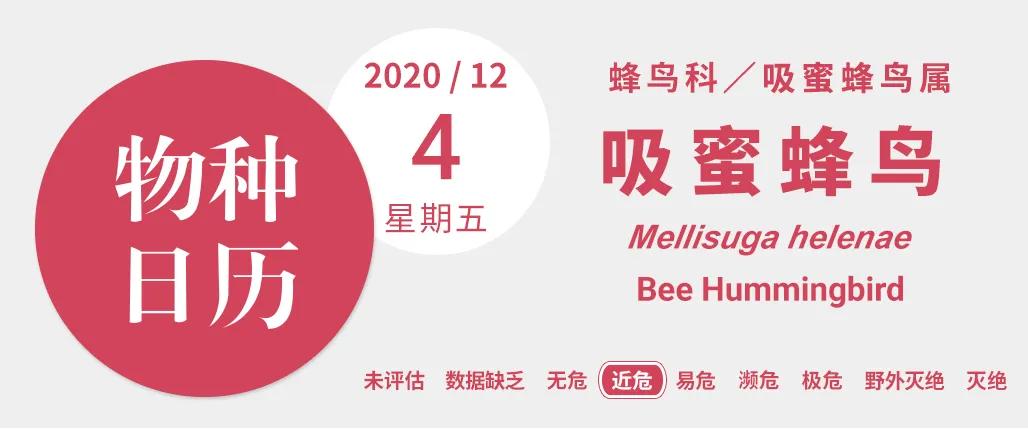 世界上最小的鸟是什么,中国最小的鸟有几种 世界上最小的鸟是什么,中国最小的鸟有几种