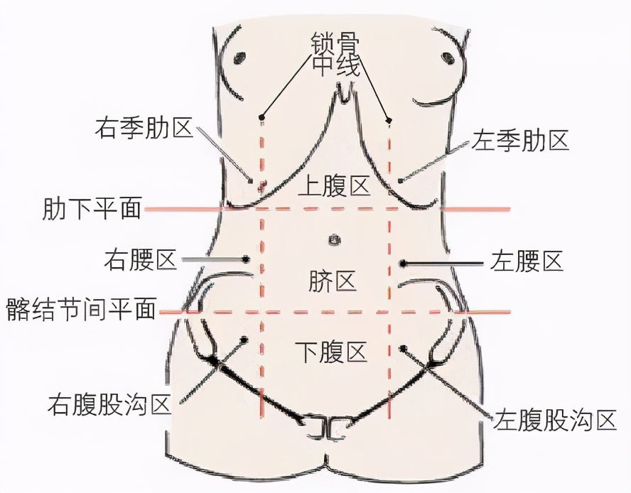 人体内脏分布图片,胆和肠子的关系图 人体内脏分布图片,胆和肠子的关系图