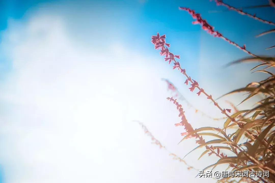 千古绝句最美句子100句,美到窒息的古典诗句 千古绝句最美句子100句,美到窒息的古典诗句
