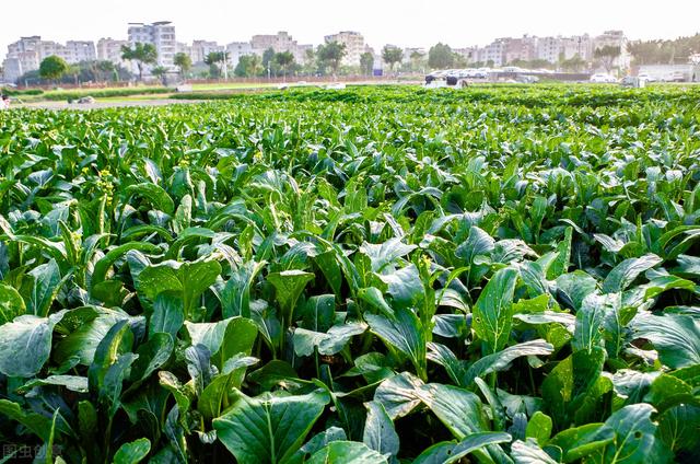 农村有人收集尿液（人尿可以直接浇植物吗）