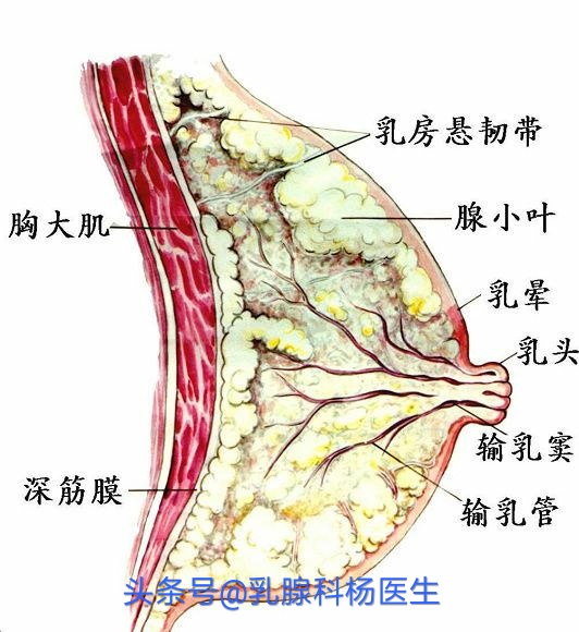 什么是乳腺增生的症状，奶是越吃越大还是越吃越小