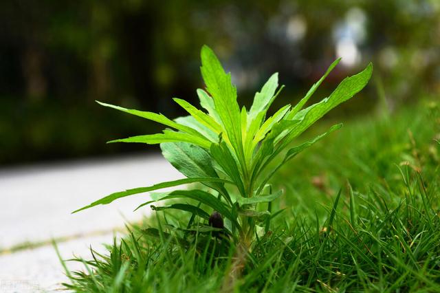 什么除草剂能杀死小飞蓬，逃跑吧少年隔墙飞爪