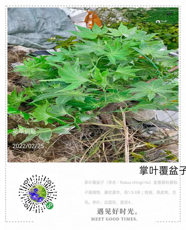 你还在你家乡吗英语（我想回到我的家乡）