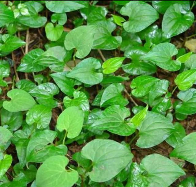 农村种植野菜前景,野菜有哪些常见品种 农村种植野菜前景,野菜有哪些常见品种