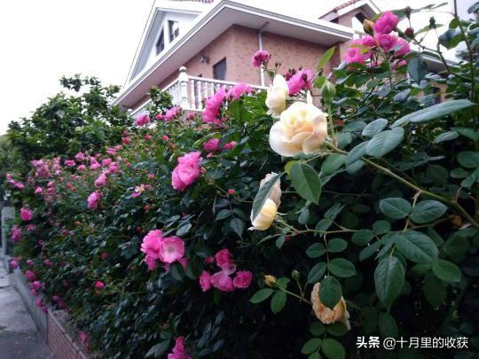 你都养过什么花呢,很好养活的花 你都养过什么花呢,很好养活的花