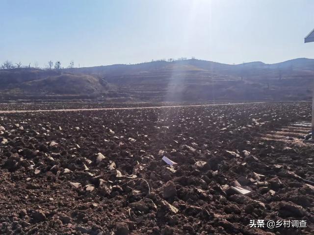 农田不准种树怎么办（一般农田五不准）