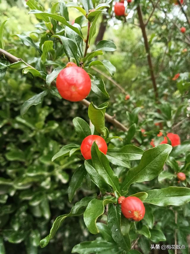 保姆请住家好还是不住家好,住家保姆价格表 保姆请住家好还是不住家好,住家保姆价格表