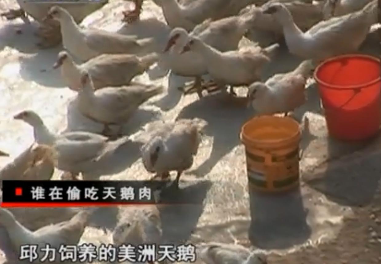 十只兔子谁是凶手答案图片,十只兔子谁是好人 十只兔子谁是凶手答案图片,十只兔子谁是好人