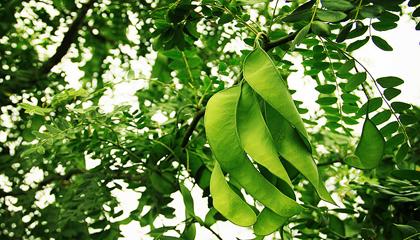 古人最常用那种植物洗头发（古代人头发不臭吗）