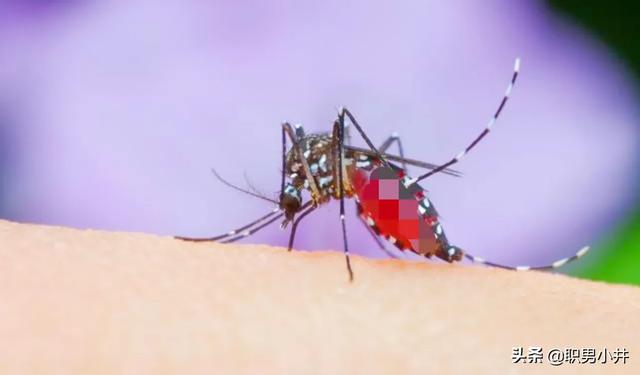 开空调对蚊子有影响吗视频（开空调后蚊子去哪里了）